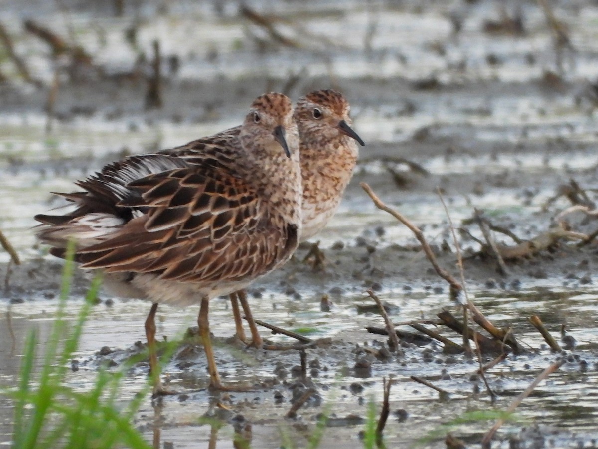 Sharp-tailed Sandpiper - ML640217633