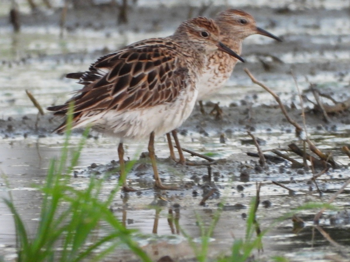 Sharp-tailed Sandpiper - ML640217634