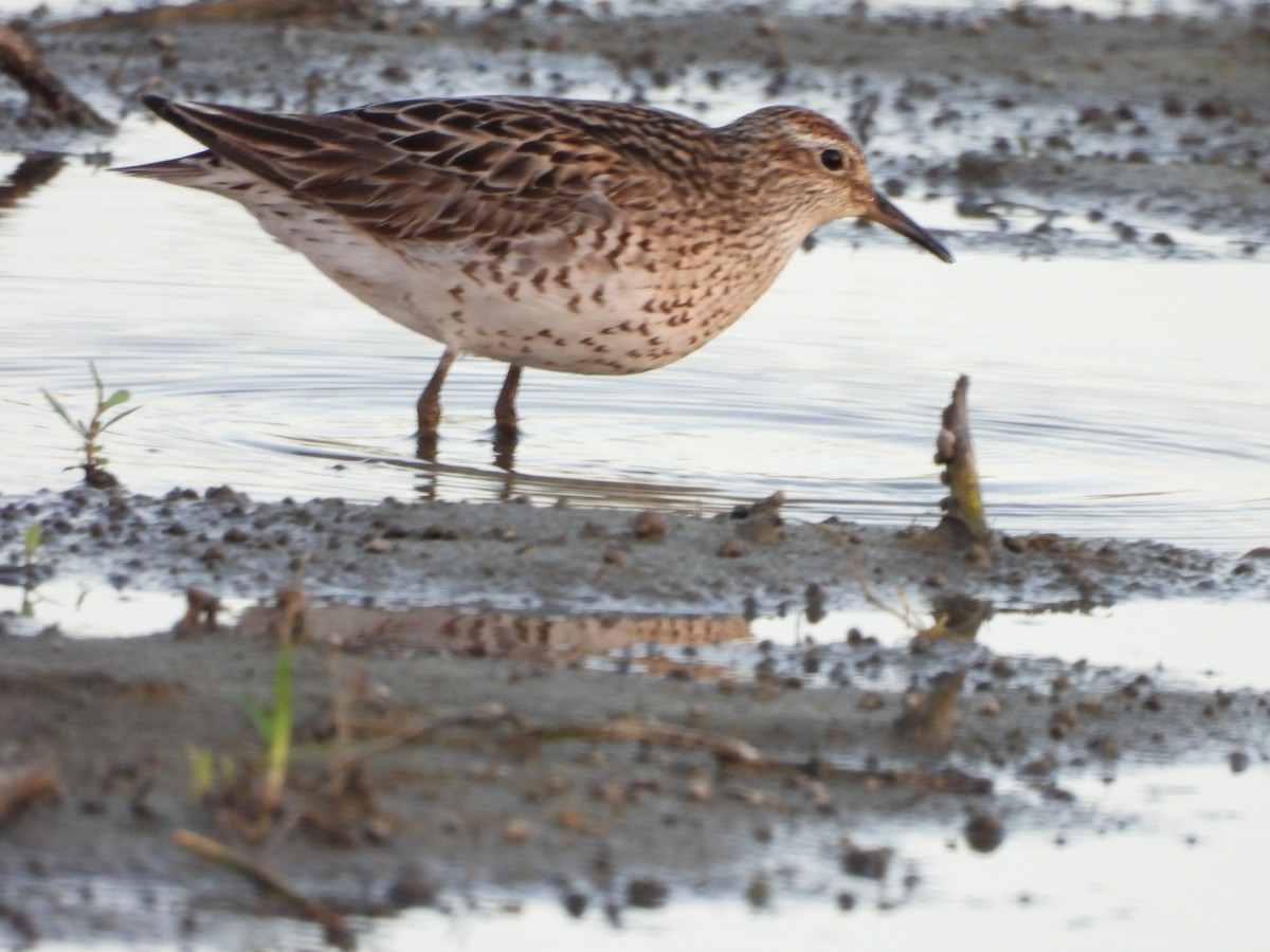 Sharp-tailed Sandpiper - ML640217636