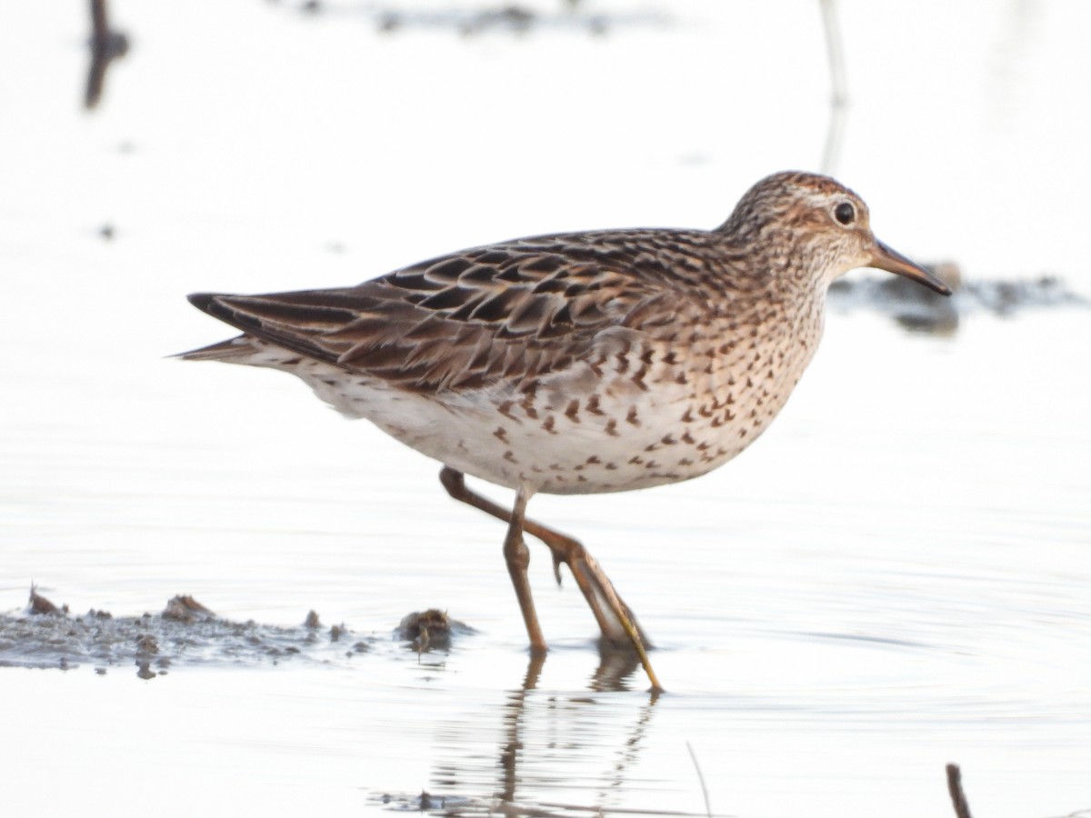 Sharp-tailed Sandpiper - ML640217637