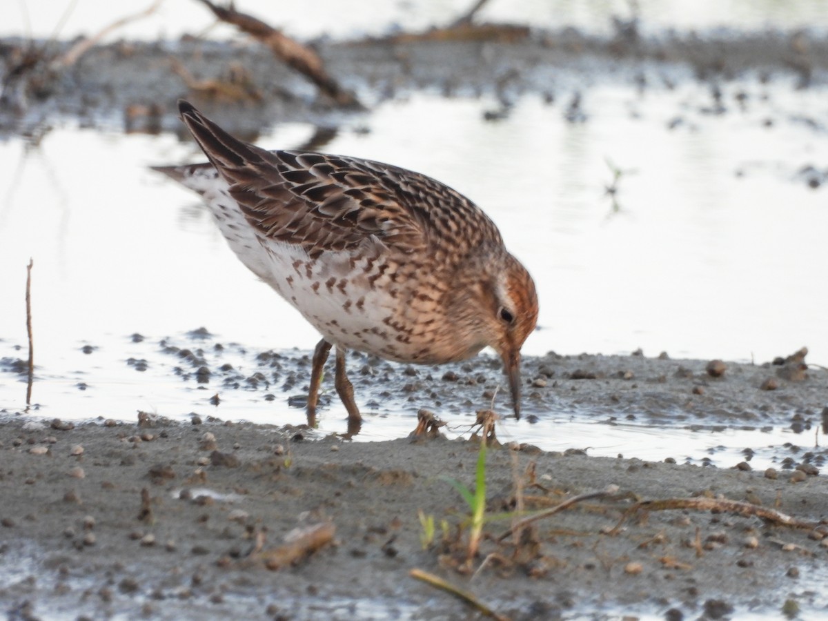 Sharp-tailed Sandpiper - ML640217638