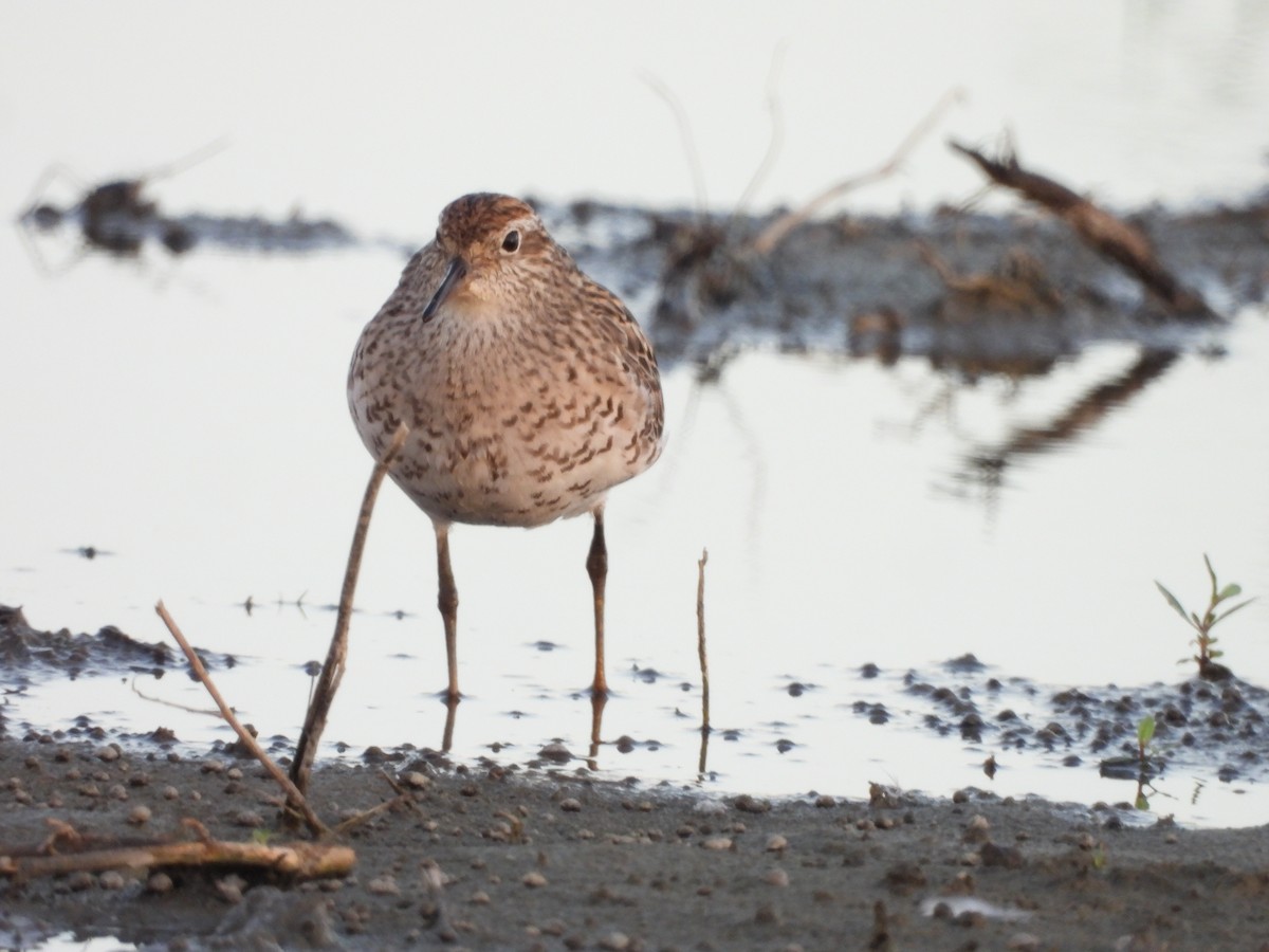 Sharp-tailed Sandpiper - ML640217641