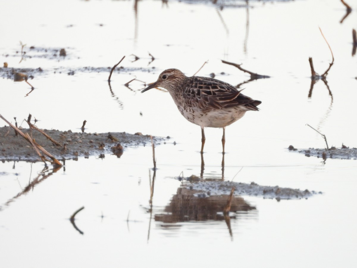 Sharp-tailed Sandpiper - ML640217642