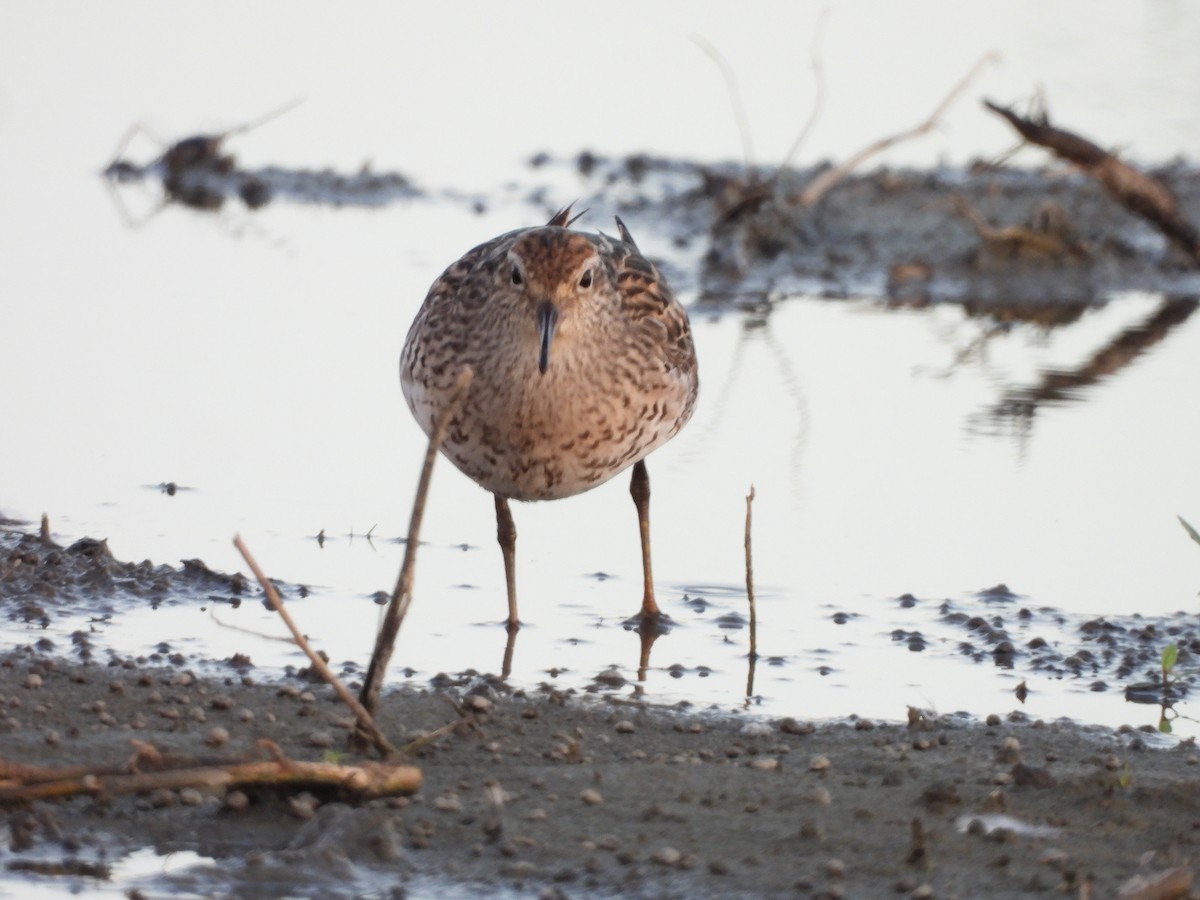 Sharp-tailed Sandpiper - ML640217643