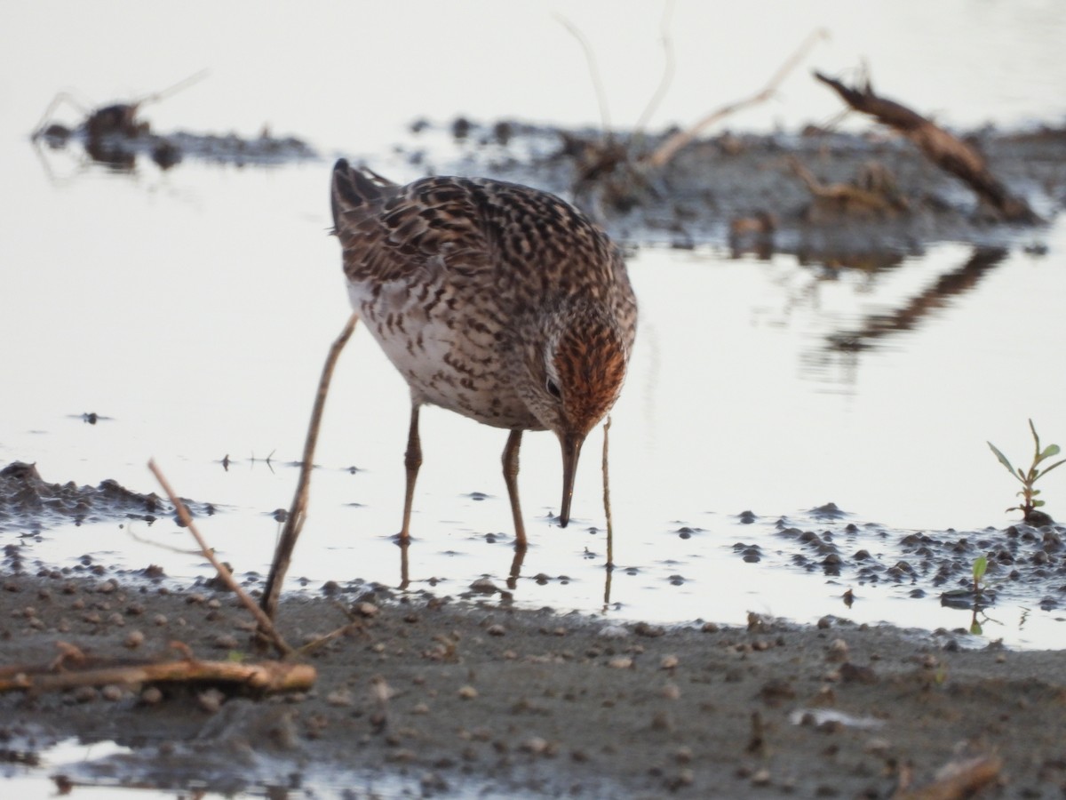 Sharp-tailed Sandpiper - ML640217644