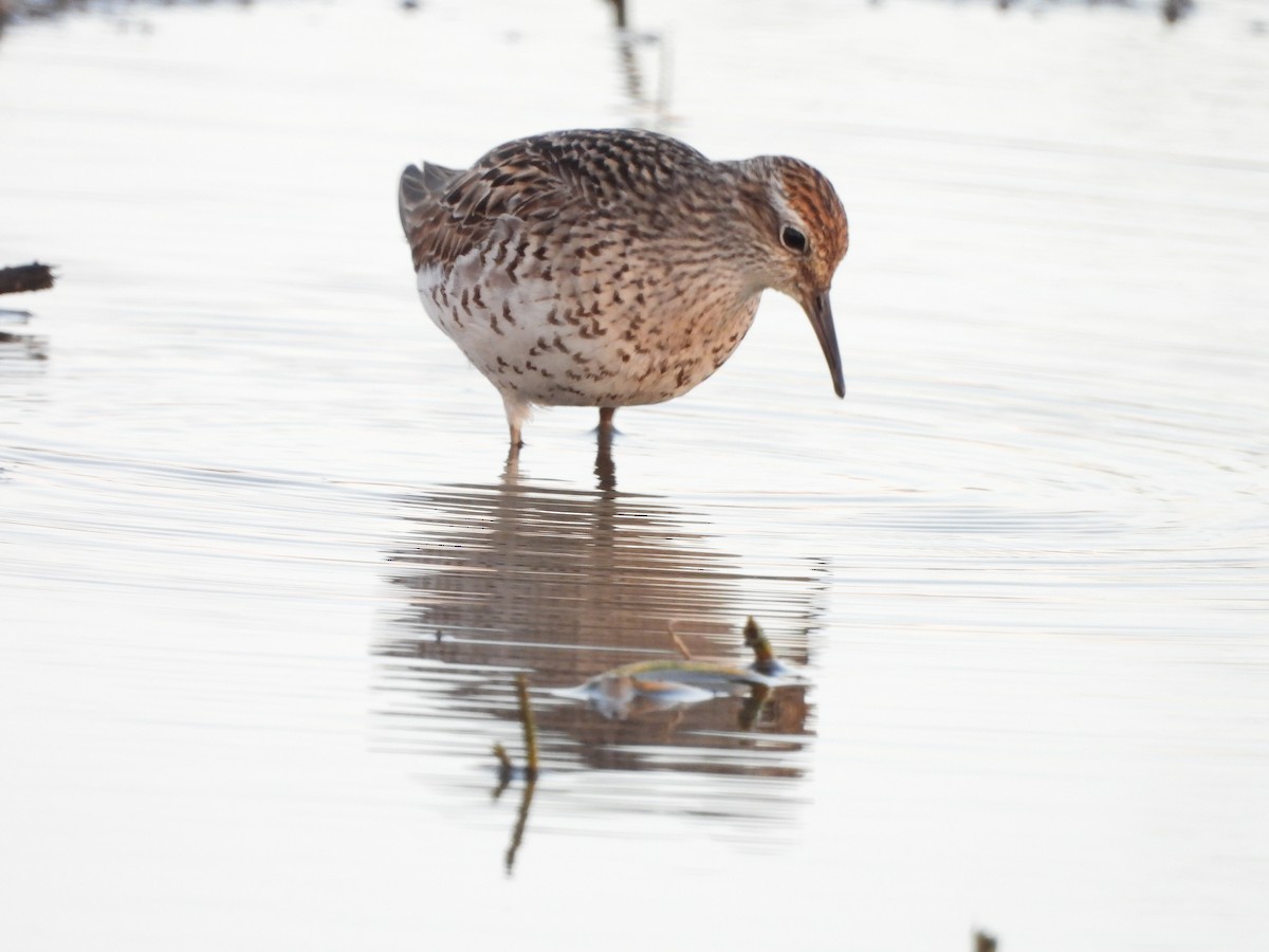 Sharp-tailed Sandpiper - ML640217645