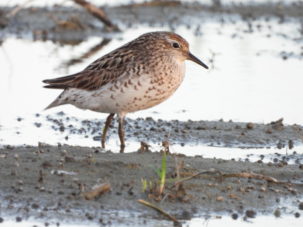 Sharp-tailed Sandpiper - ML640217646