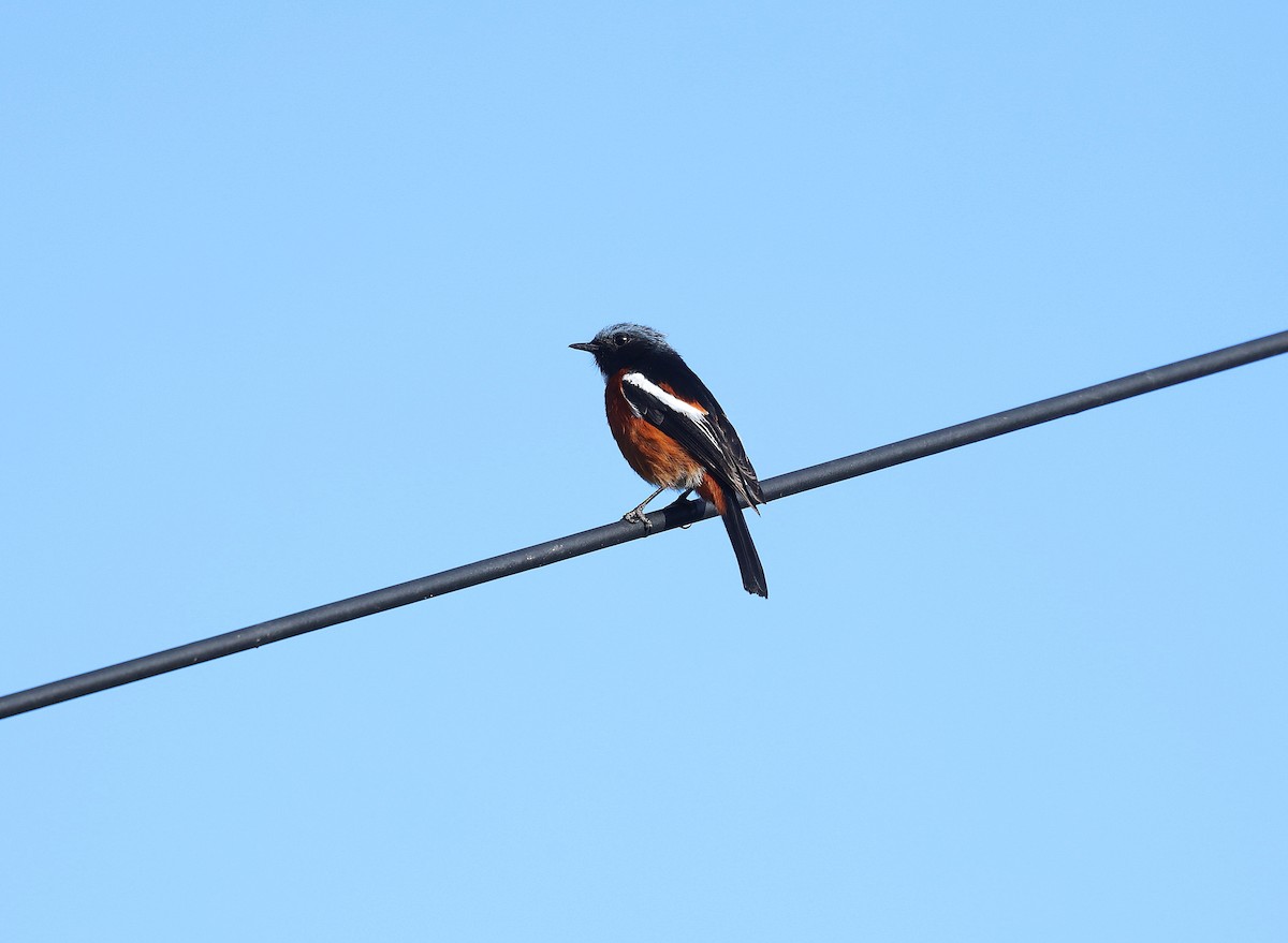White-throated Redstart - ML640217662