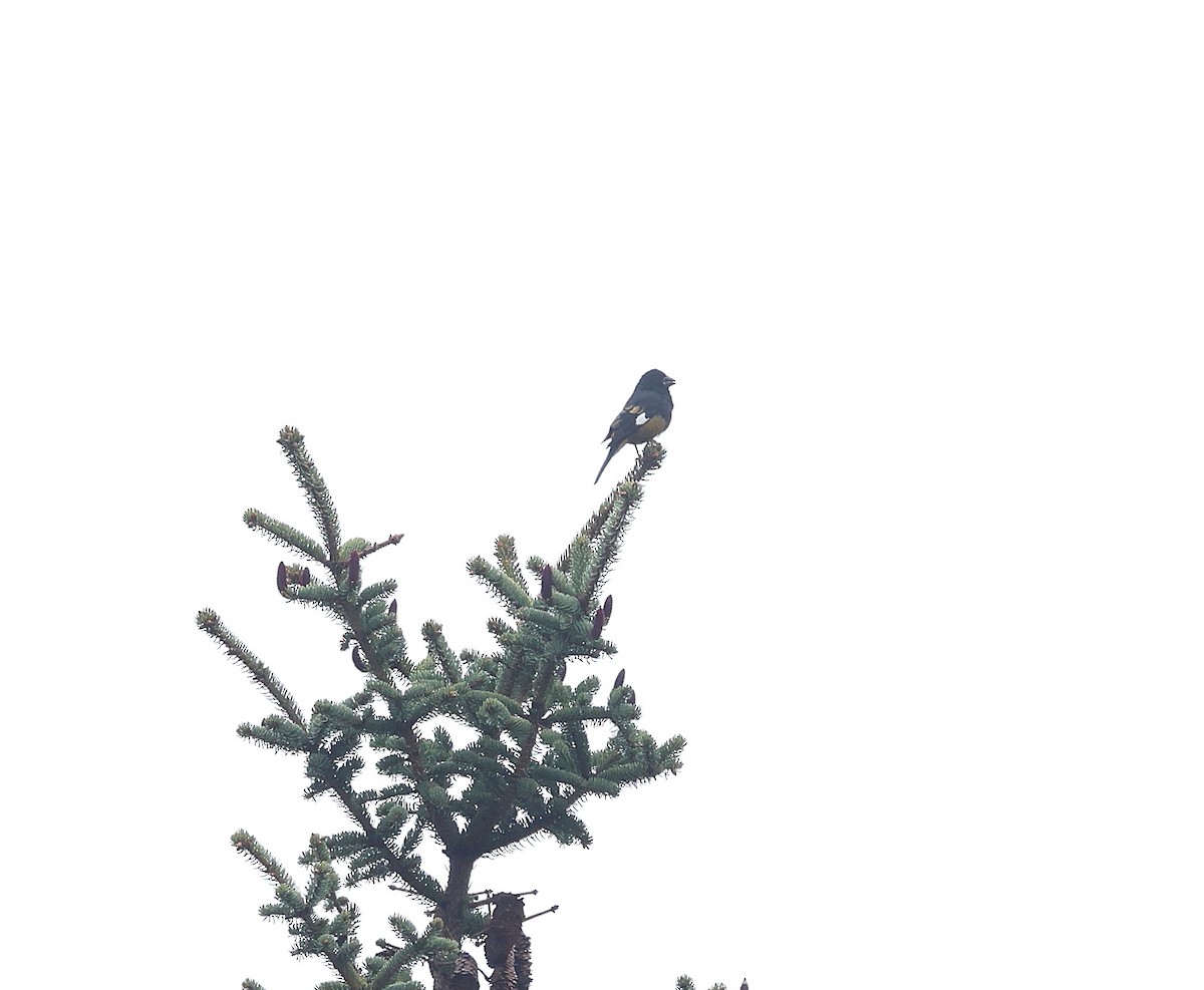 White-winged Grosbeak - ML640217722