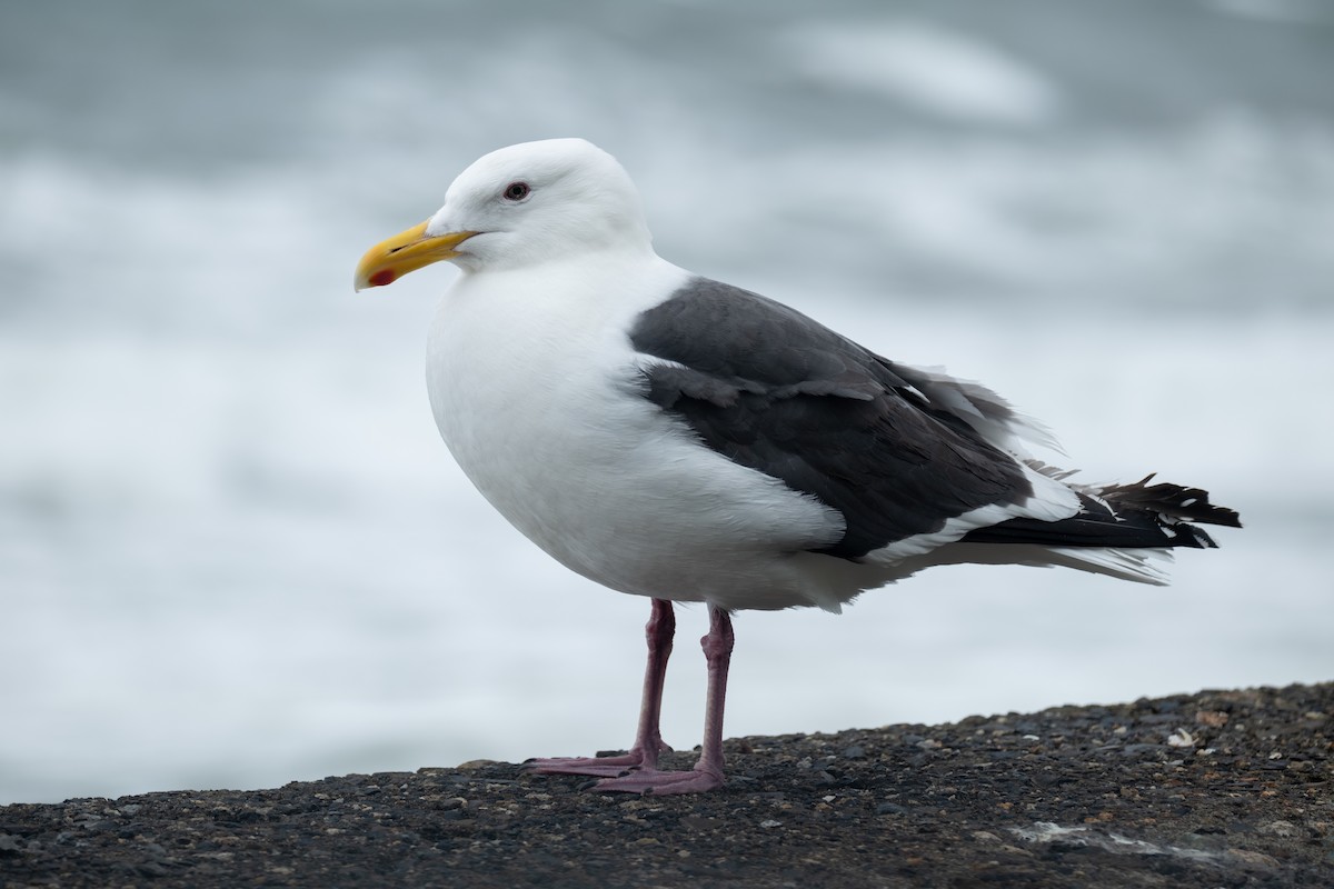 Slaty-backed Gull - ML640217736