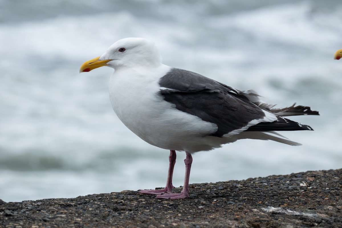 Slaty-backed Gull - ML640217737