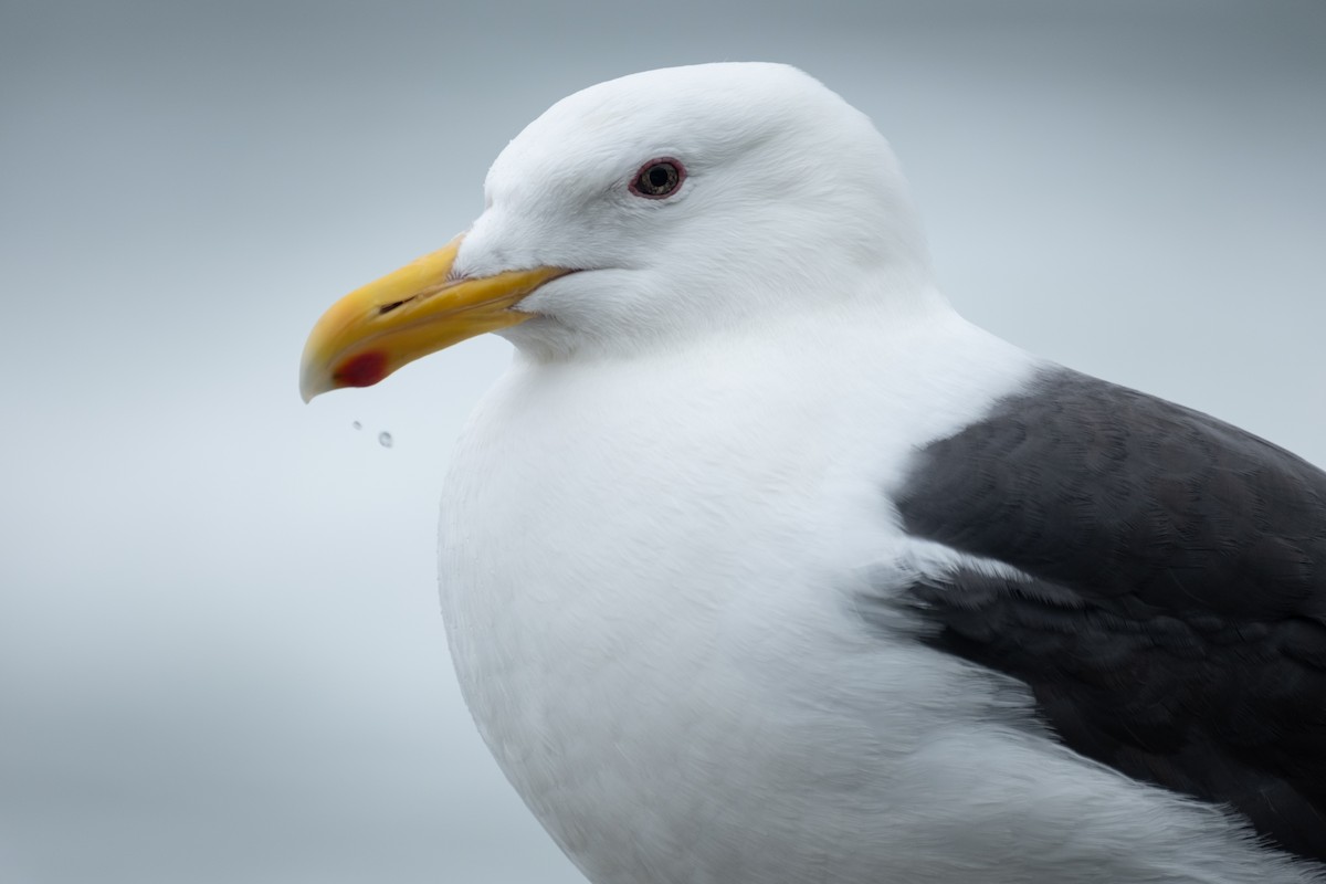 Slaty-backed Gull - ML640217738