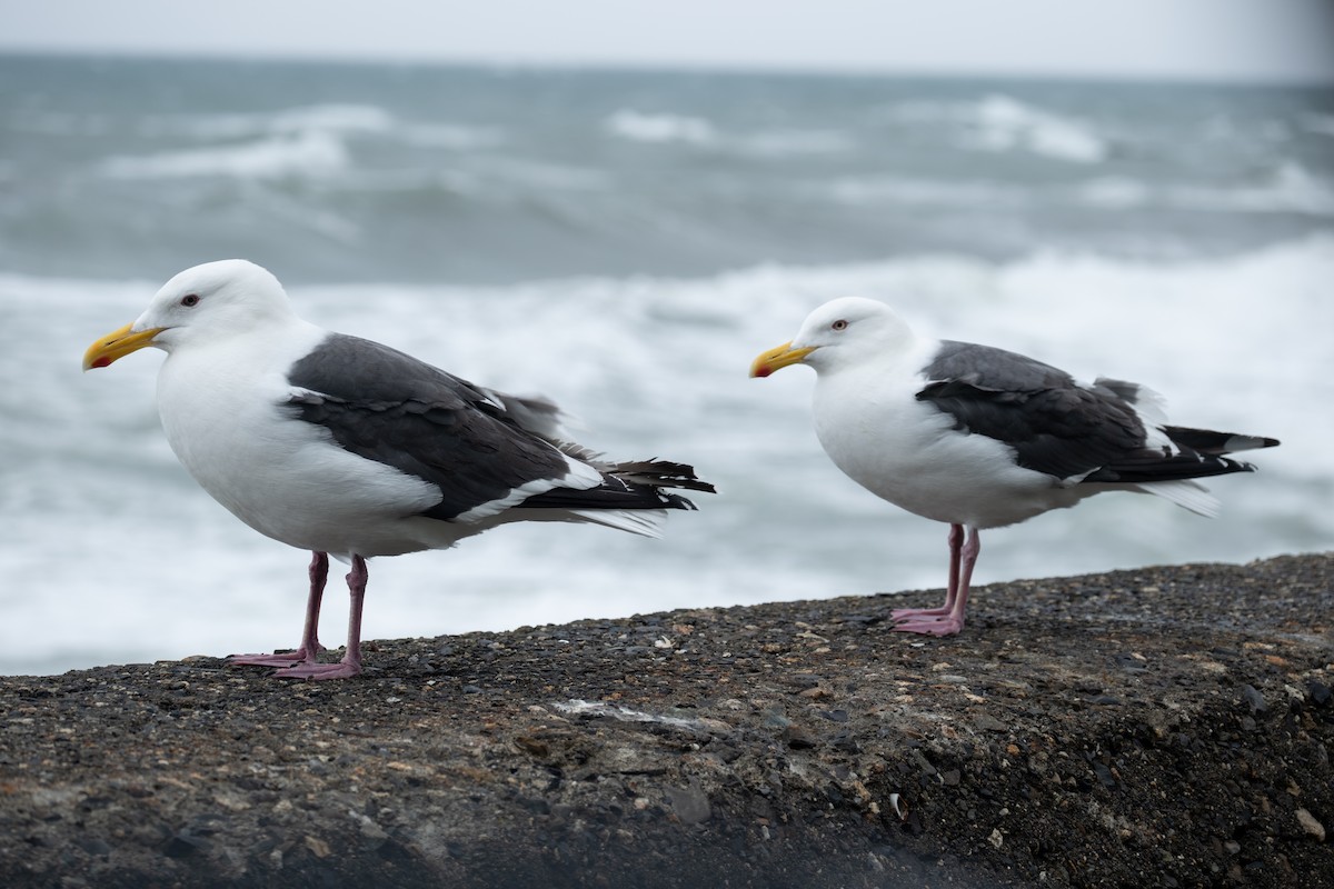 Slaty-backed Gull - ML640217739