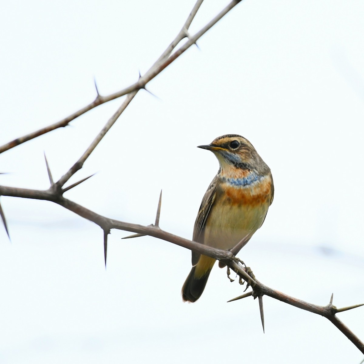 Blaukehlchen - ML640217799