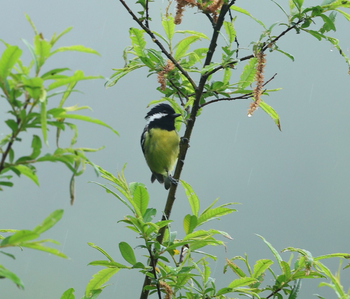 Yellow-bellied Tit - ML640217884