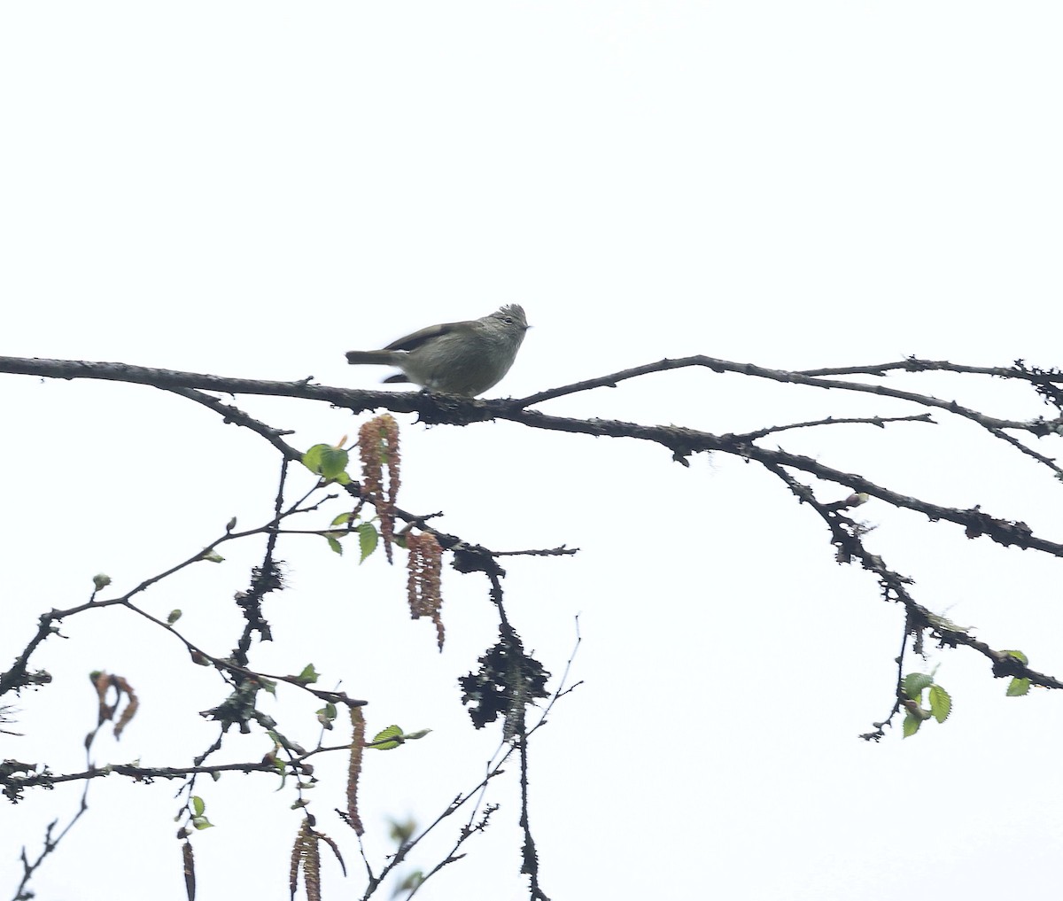 Yellow-browed Tit - ML640217936