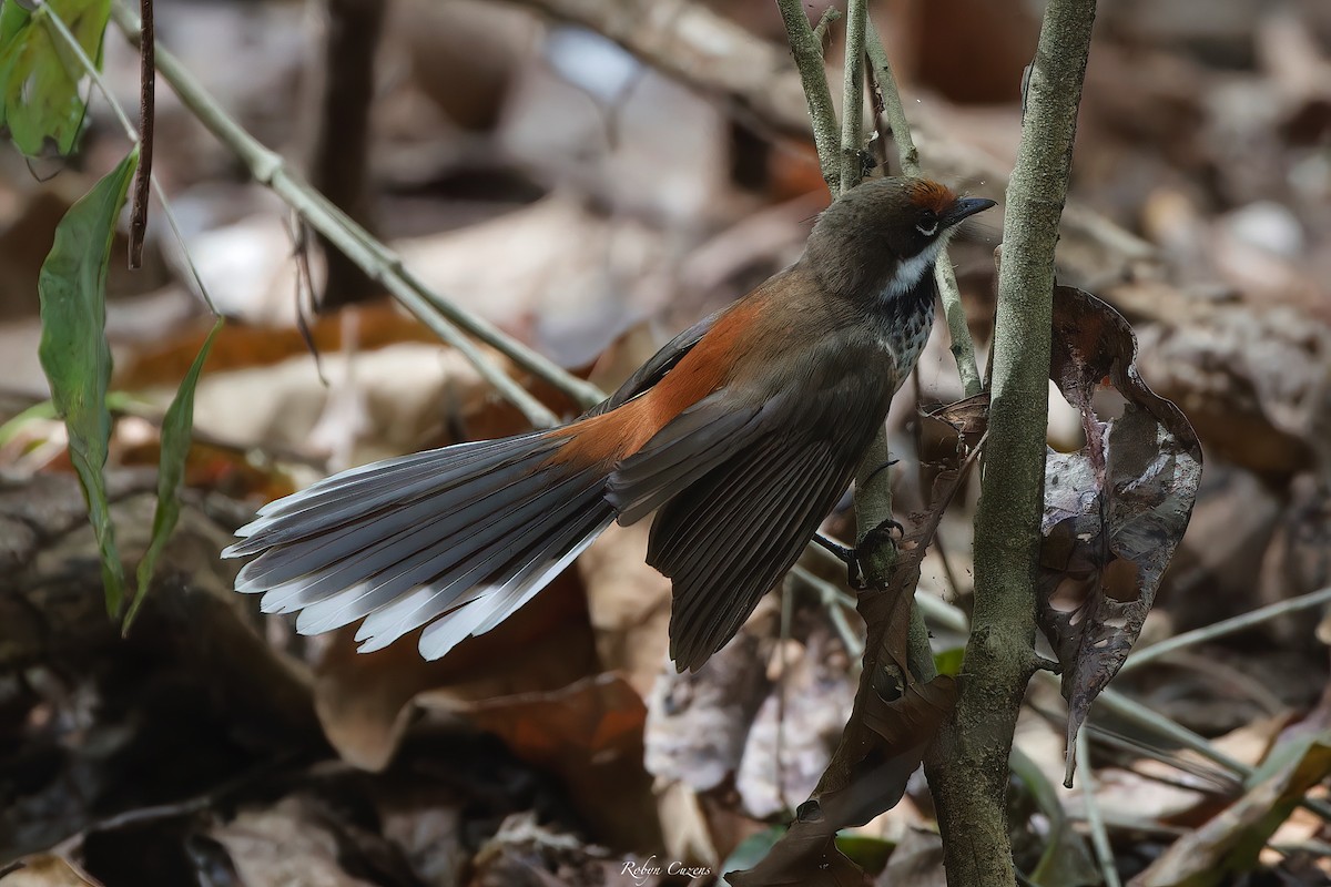 Arafura Fantail - ML640218029