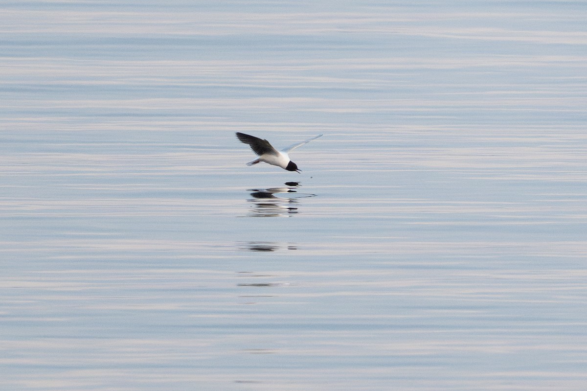Little Gull - ML640218034