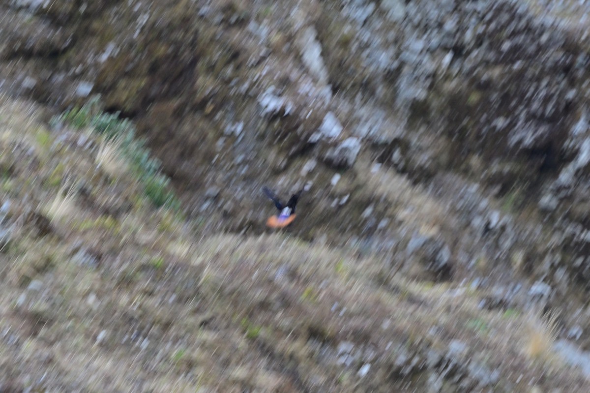 Himalayan Monal - ML640218052