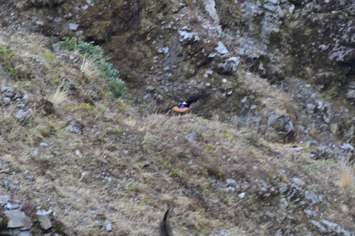 Himalayan Monal - ML640218056