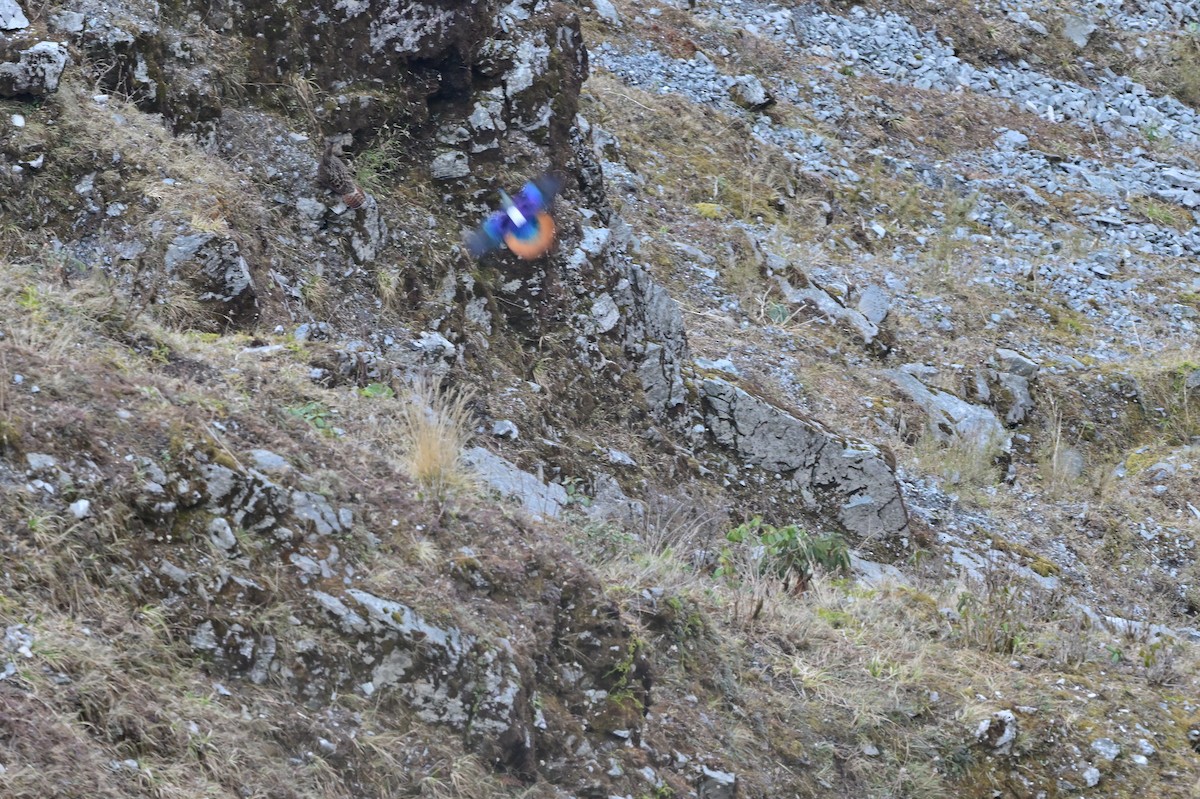 Himalayan Monal - ML640218058