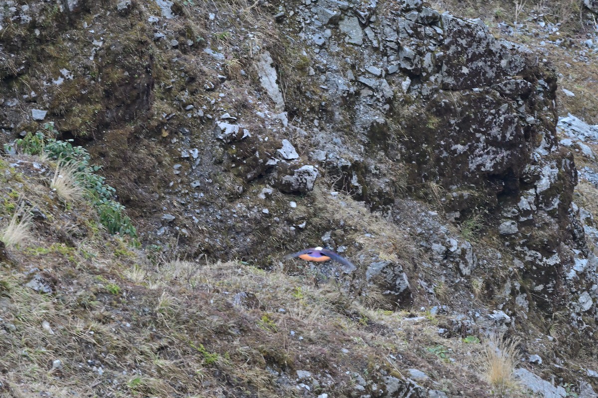 Himalayan Monal - ML640218059