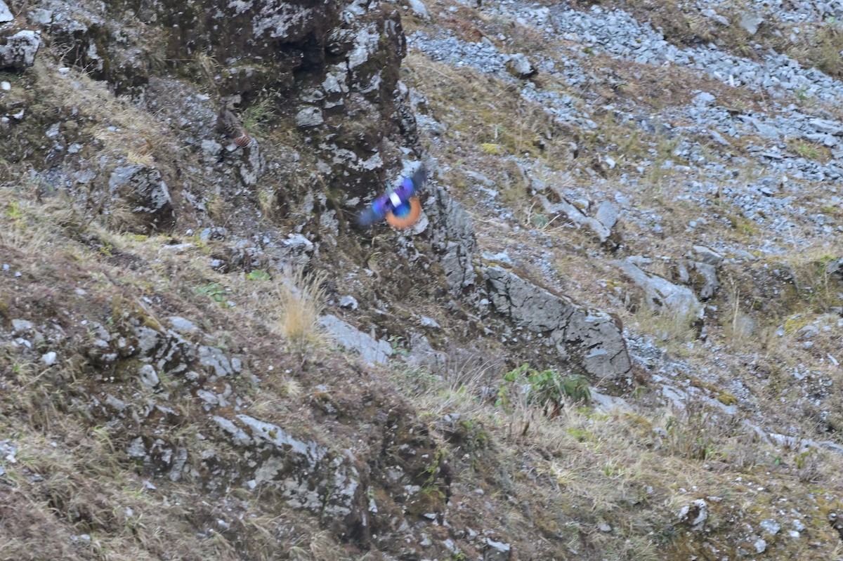 Himalayan Monal - ML640218060