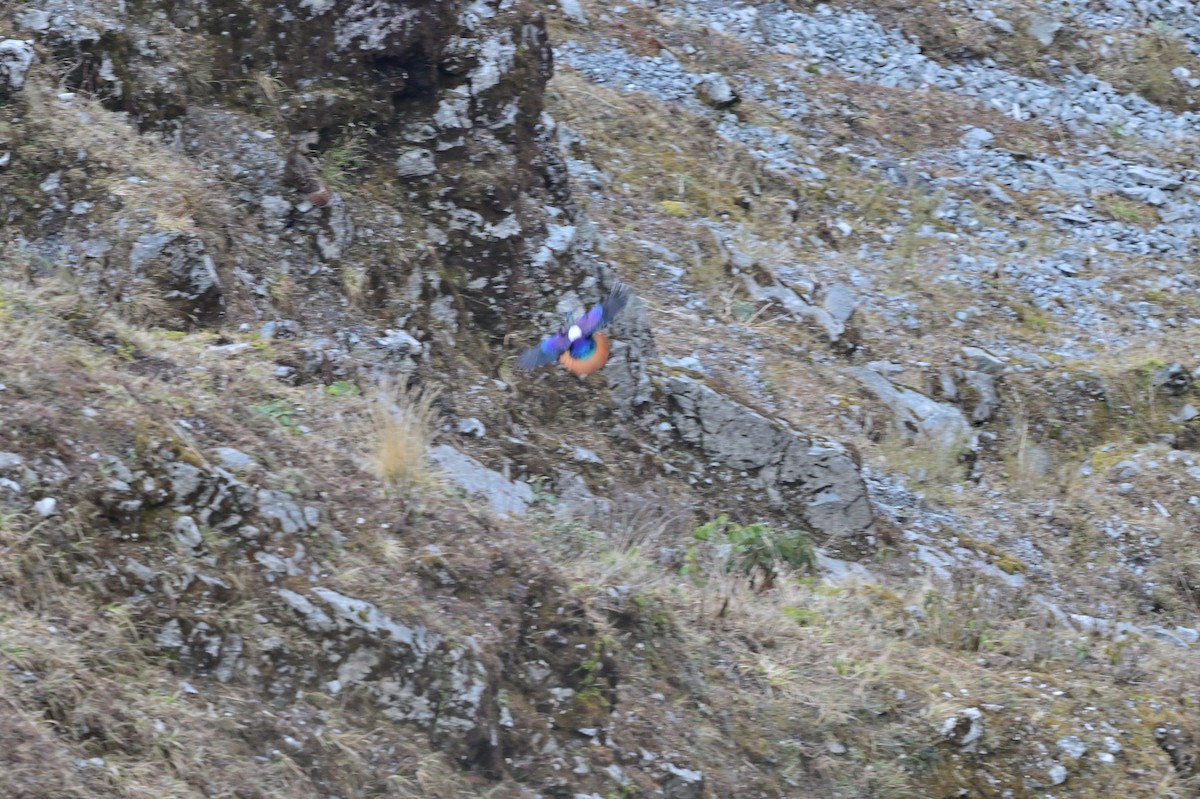 Himalayan Monal - ML640218061