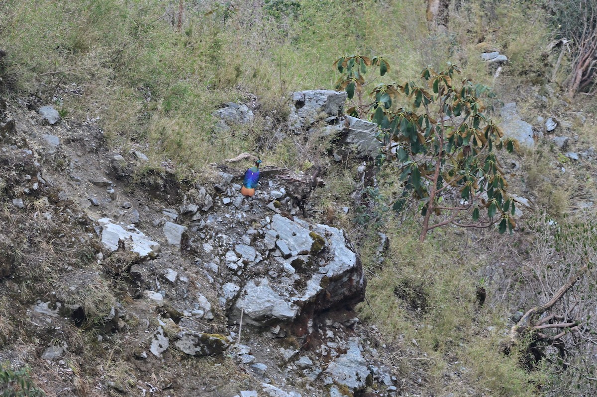 Himalayan Monal - ML640218062