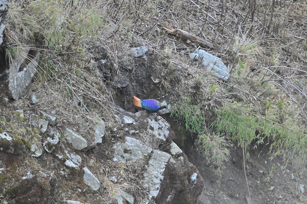 Himalayan Monal - ML640218063