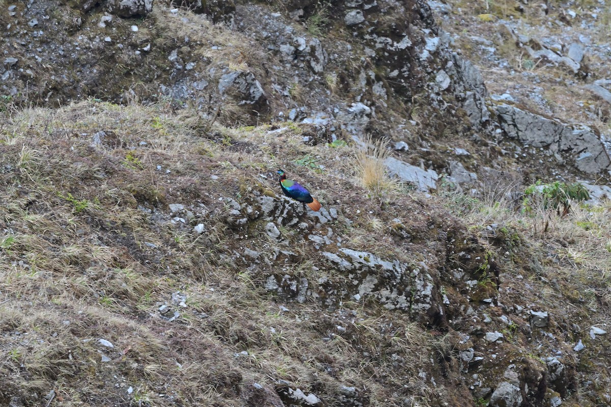 Himalayan Monal - ML640218065