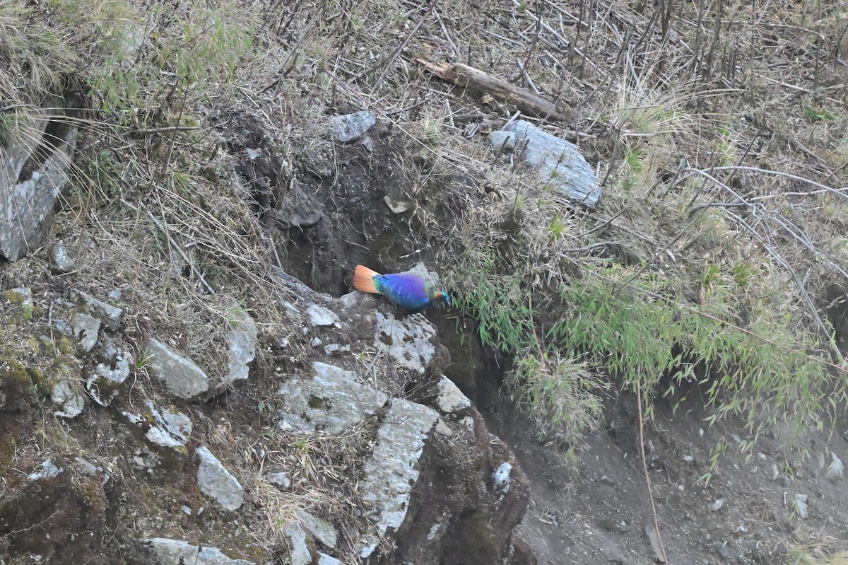 Himalayan Monal - ML640218066