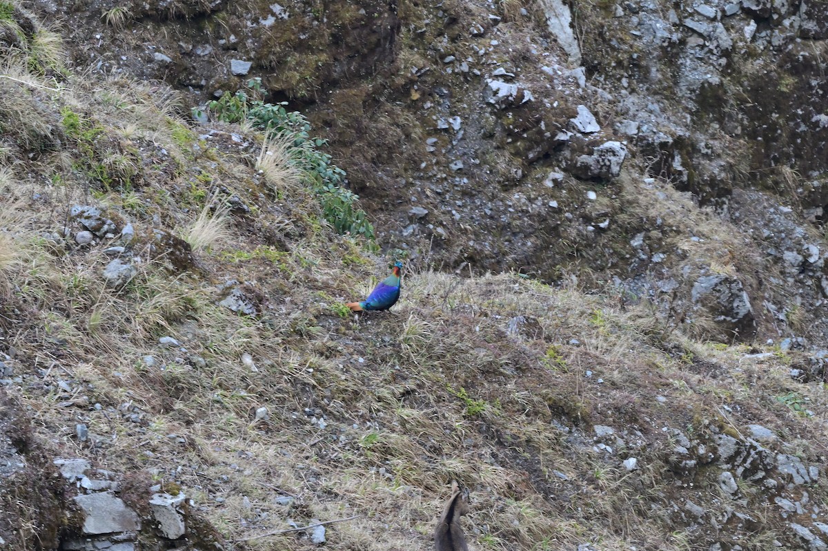 Himalayan Monal - ML640218068