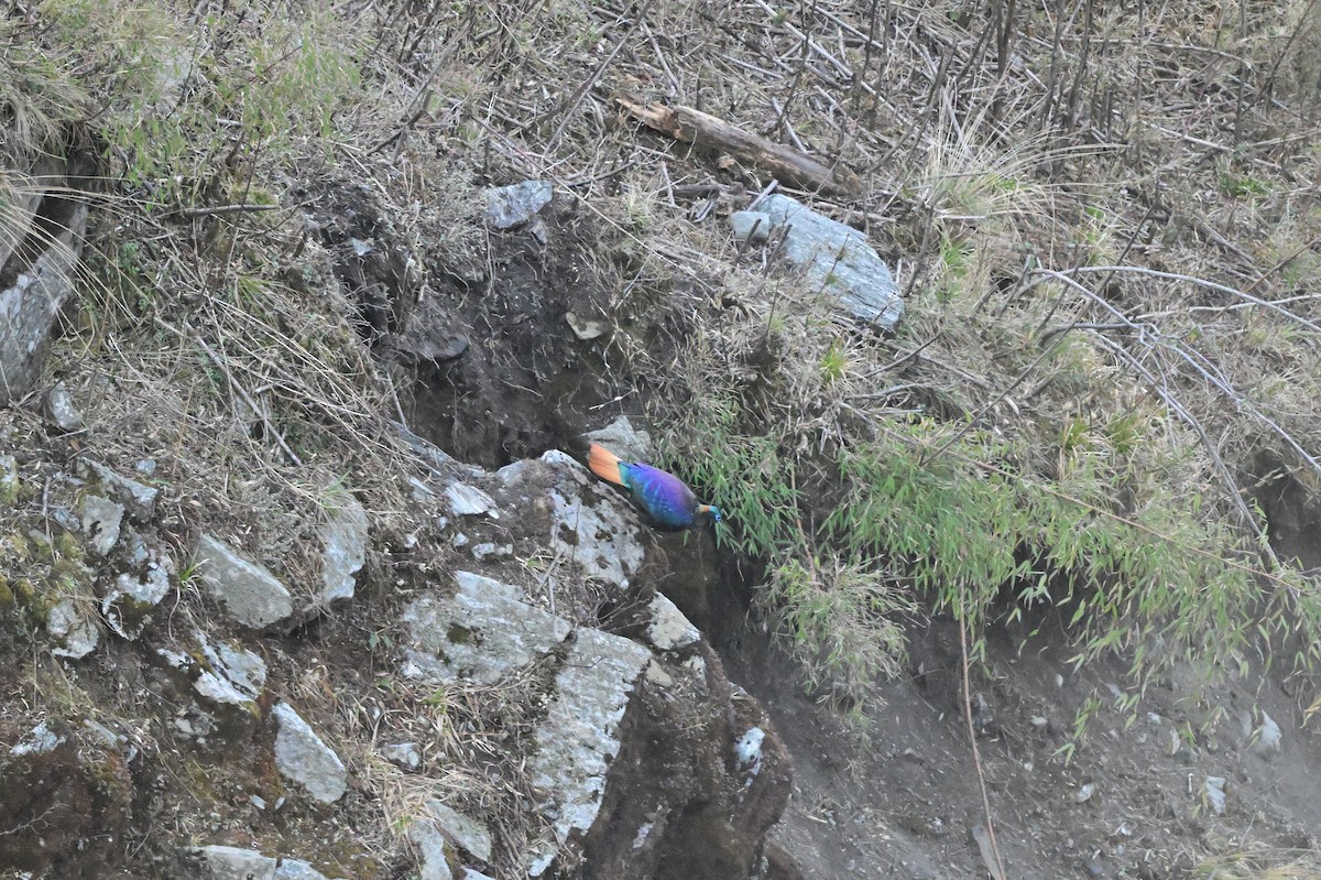 Himalayan Monal - ML640218070