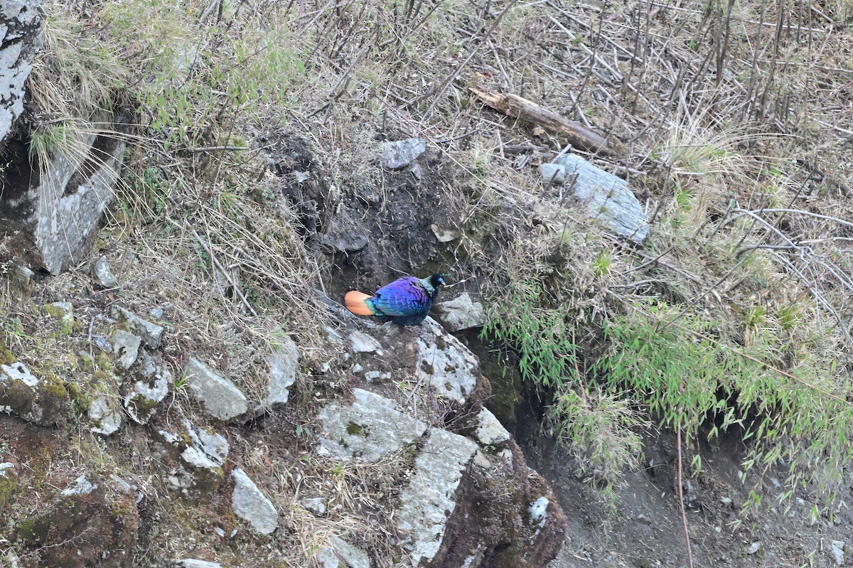 Himalayan Monal - ML640218071