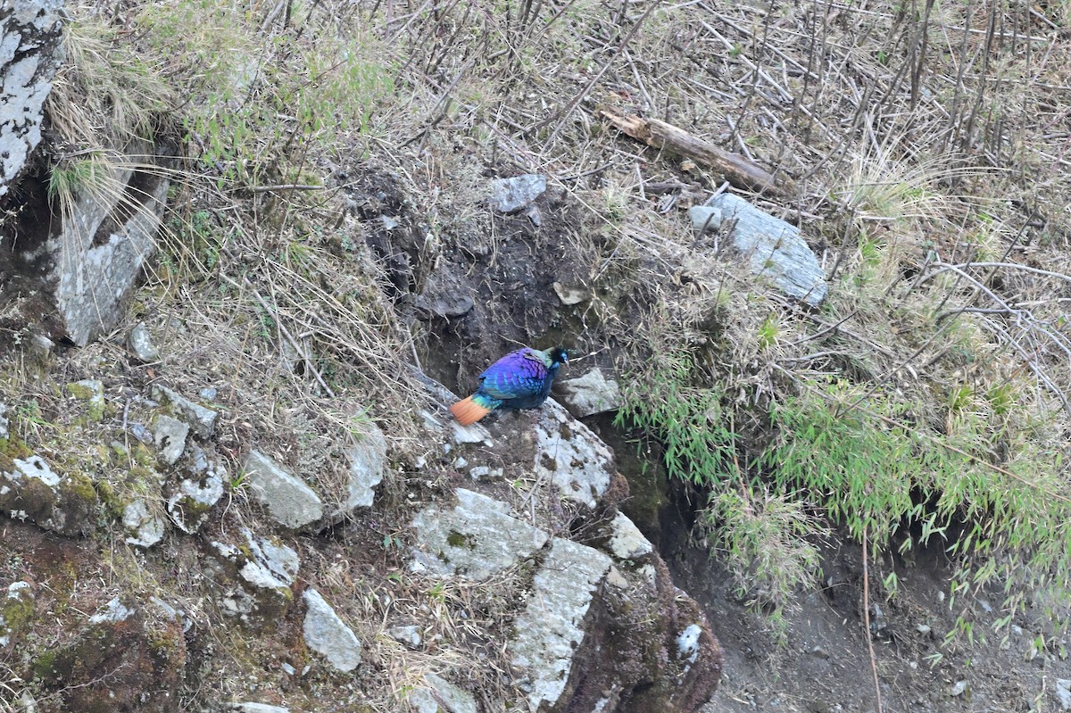 Himalayan Monal - ML640218072