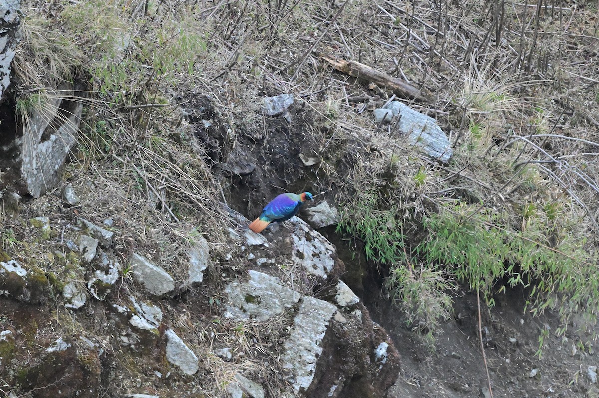 Himalayan Monal - ML640218073