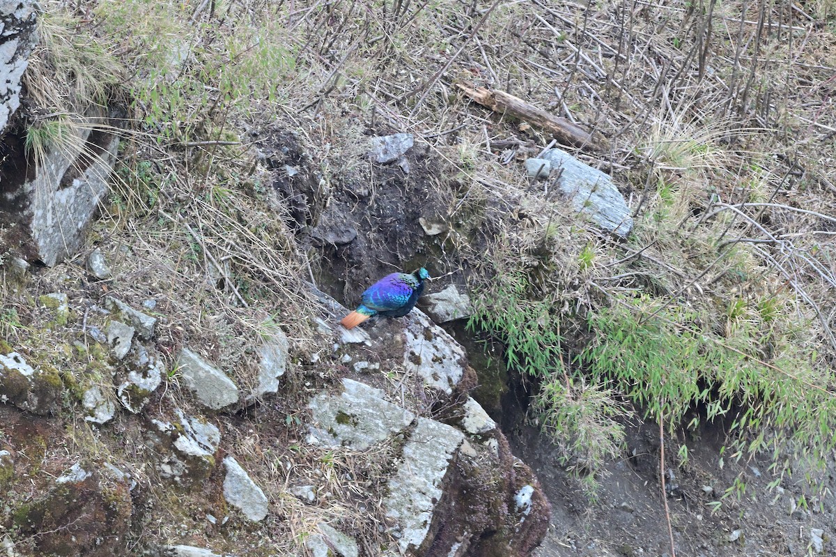 Himalayan Monal - ML640218074