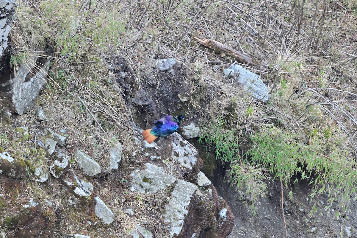 Himalayan Monal - ML640218075