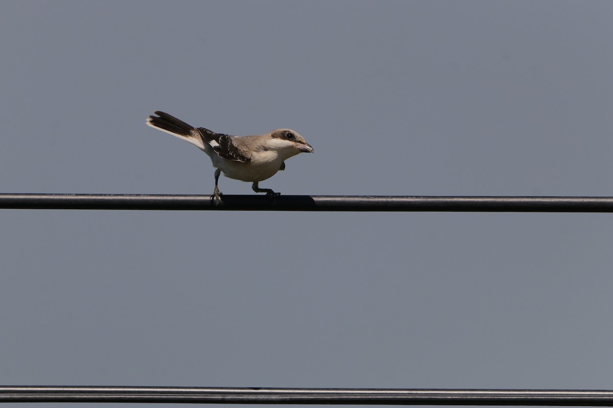 Lesser Gray Shrike - ML640218127