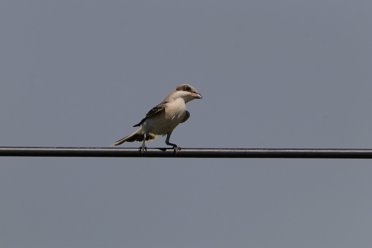 Lesser Gray Shrike - ML640218128