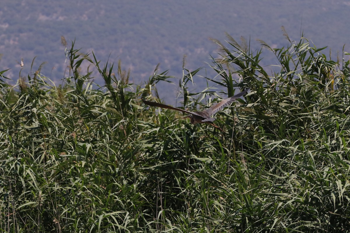 Purple Heron - ML640218132