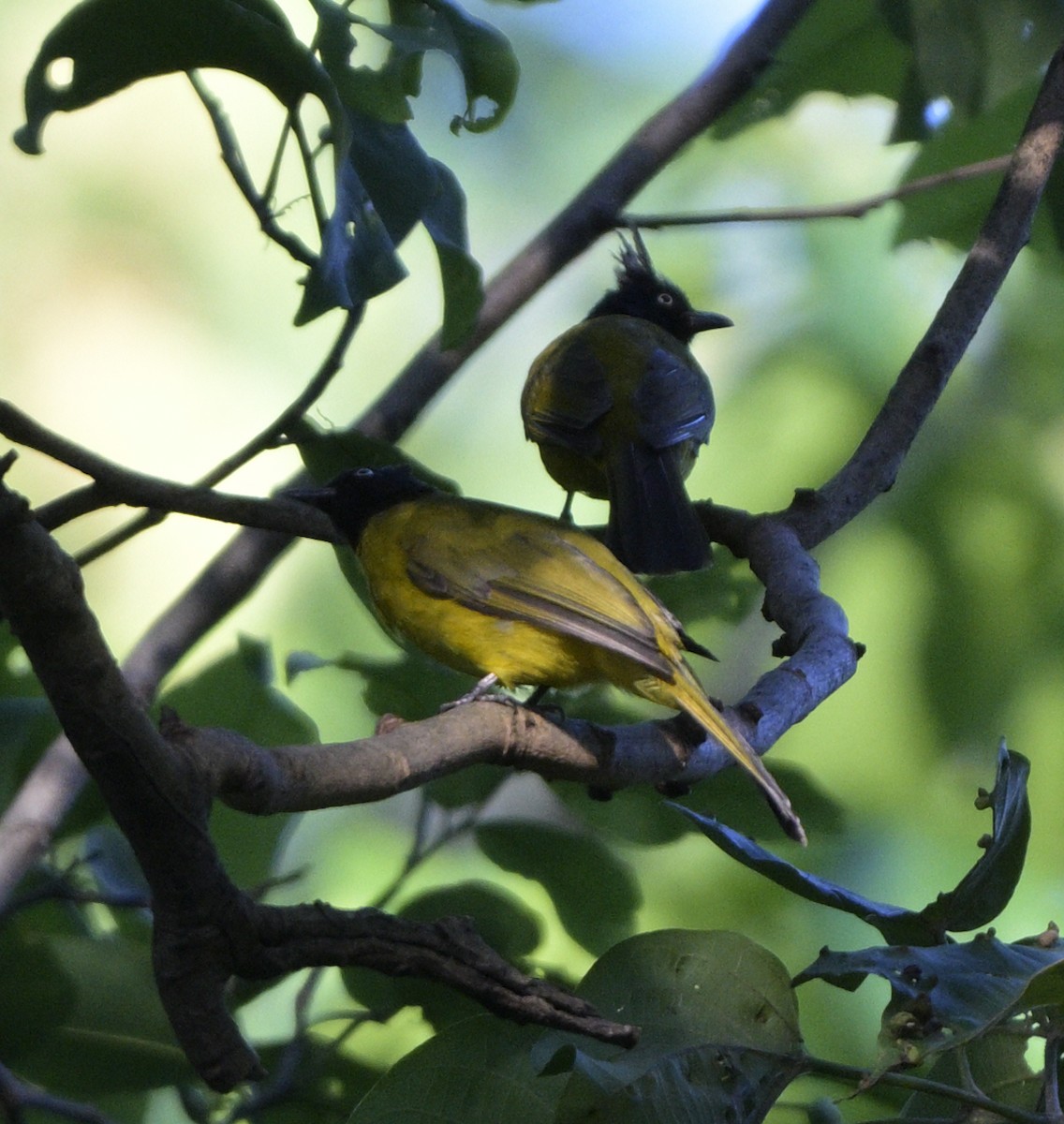 Black-crested Bulbul - ML640218134