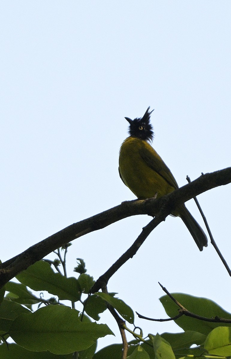 Black-crested Bulbul - ML640218135