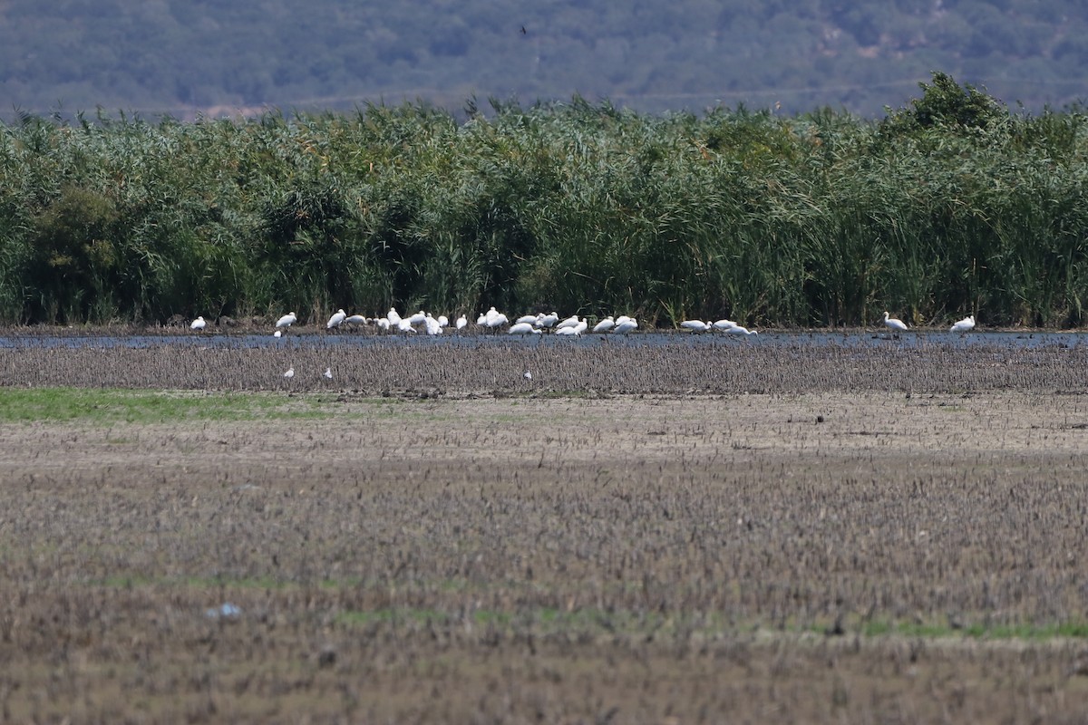 Eurasian Spoonbill - ML640218136