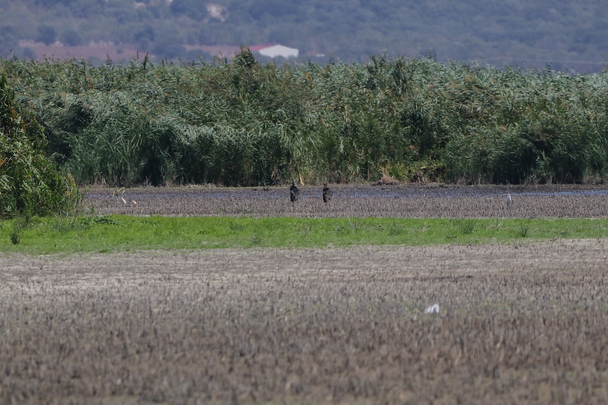 Glossy Ibis - ML640218138