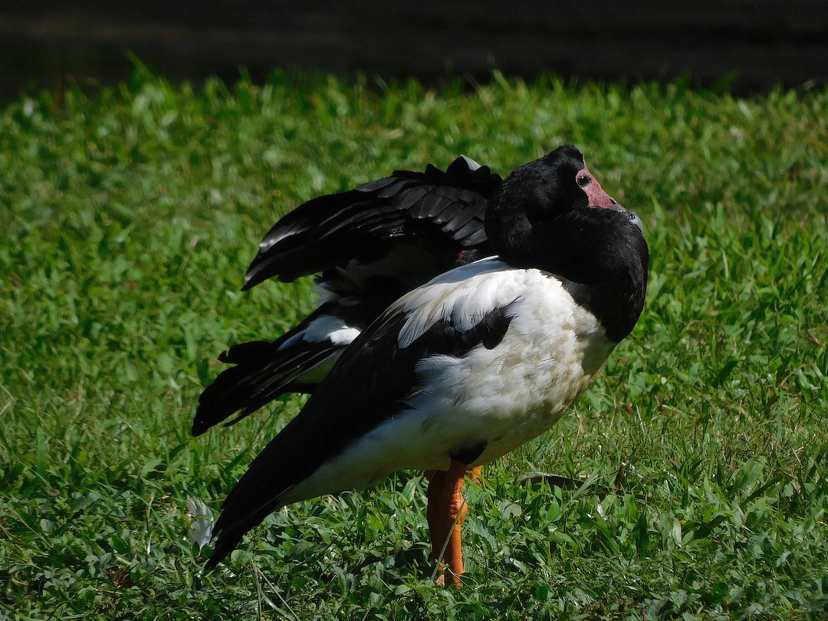 Magpie Goose - ML640218140