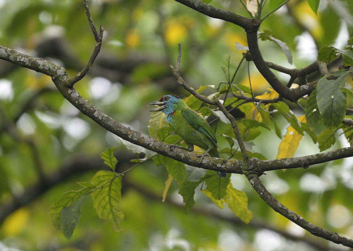 Blue-throated Barbet - ML640218144