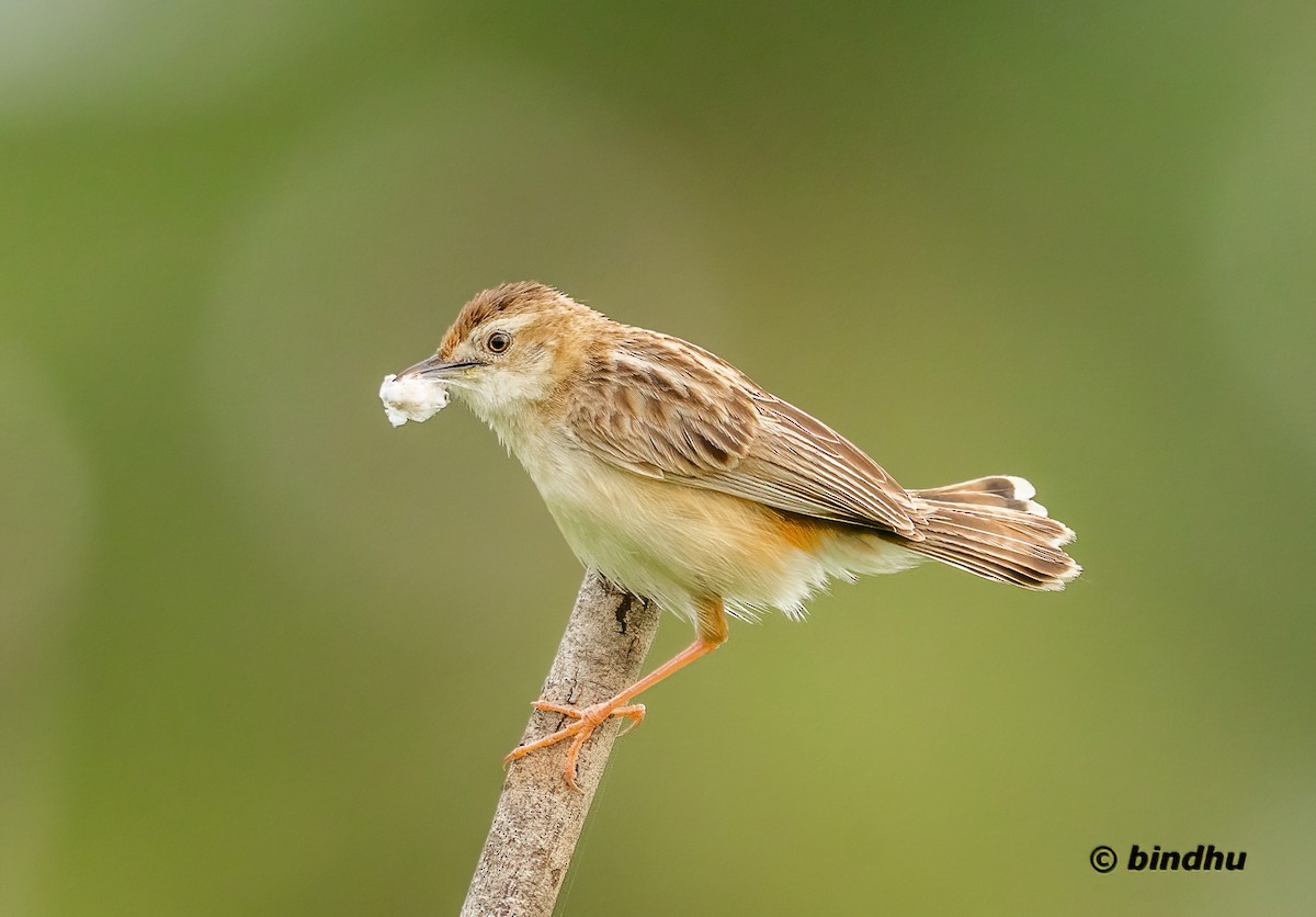 Zitting Cisticola - ML640218147