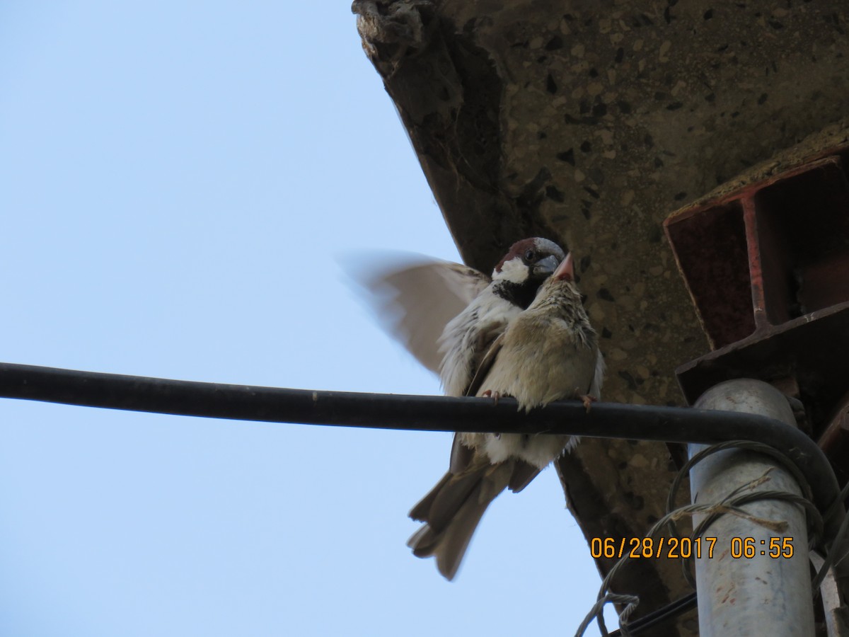 House Sparrow - ML640218148